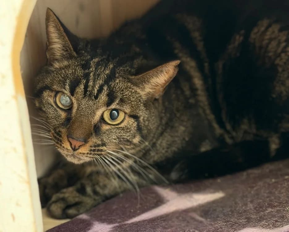 Tigrou, male 5yo Mixed Breed for adoption at SPA Compiègne, Compiègne