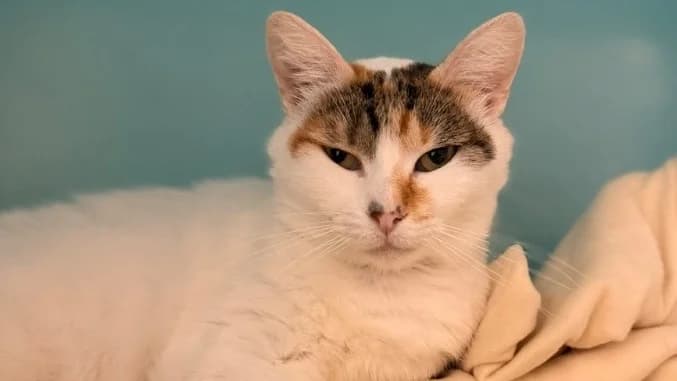 Ophelie, female 6yo Mixed Breed for adoption at SPA Compiègne, Compiègne