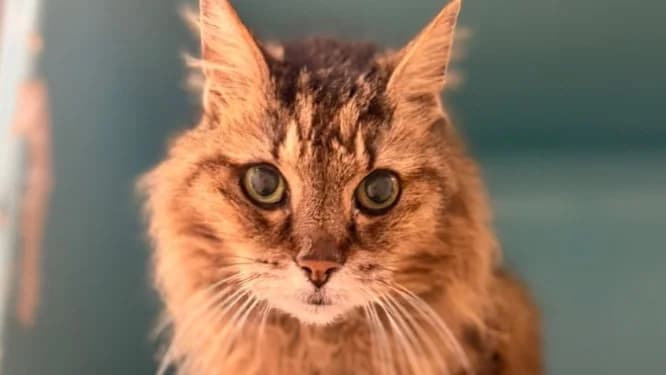Josie, female senior Mixed Breed for adoption at SPA Compiègne, Compiègne