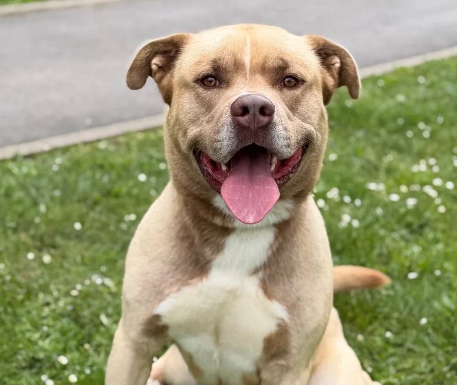 Tokyo, male 3yo American Bully for adoption at SPA Compiègne, Compiègne