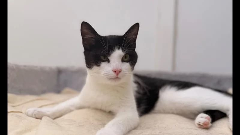 Rise, male Mixed Breed for adoption at SPA Compiègne, Compiègne