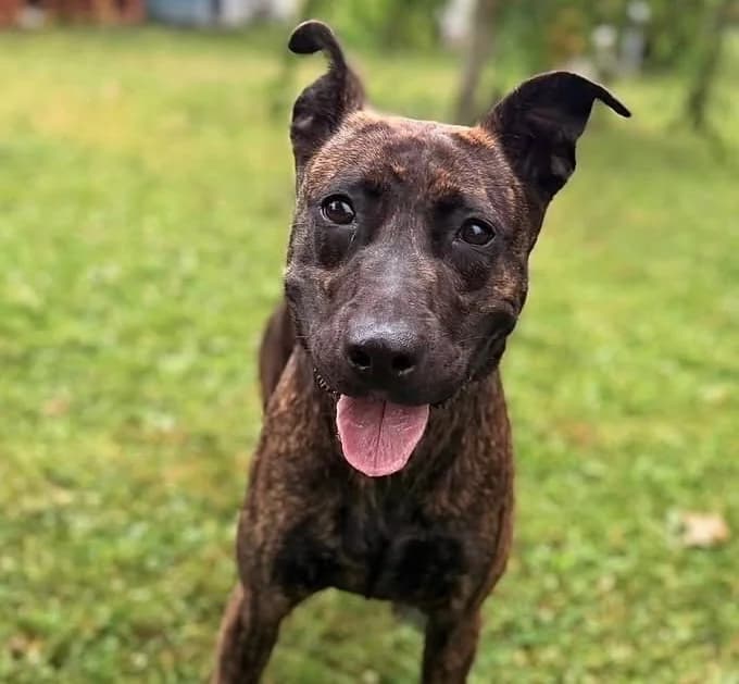Samba, female Mixed Breed for adoption at SPA Compiègne, Compiègne