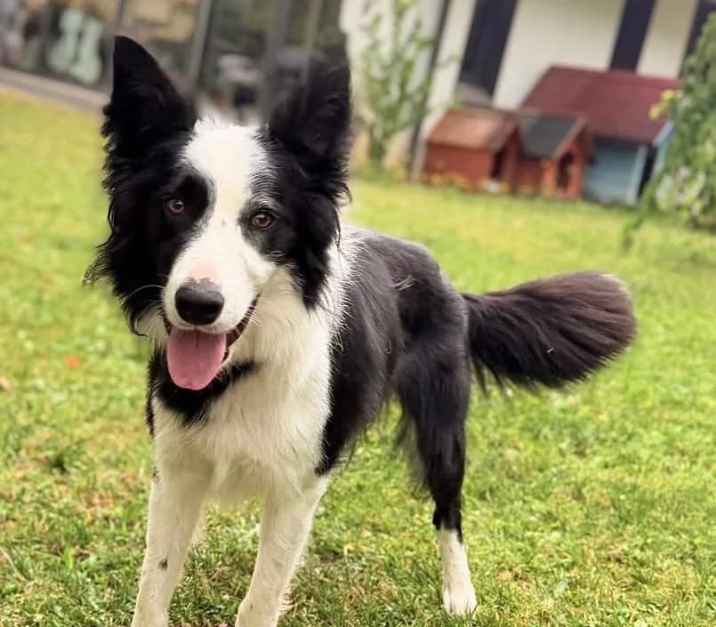 Toby, male young Border Collie for adoption at SPA Compiègne, Compiègne