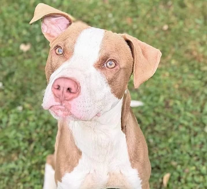 Ozzy, male Mixed Breed for adoption at SPA Compiègne, Compiègne