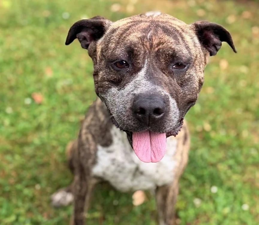 Jazz, female 4yo Cane Corso for adoption at SPA Compiègne, Compiègne