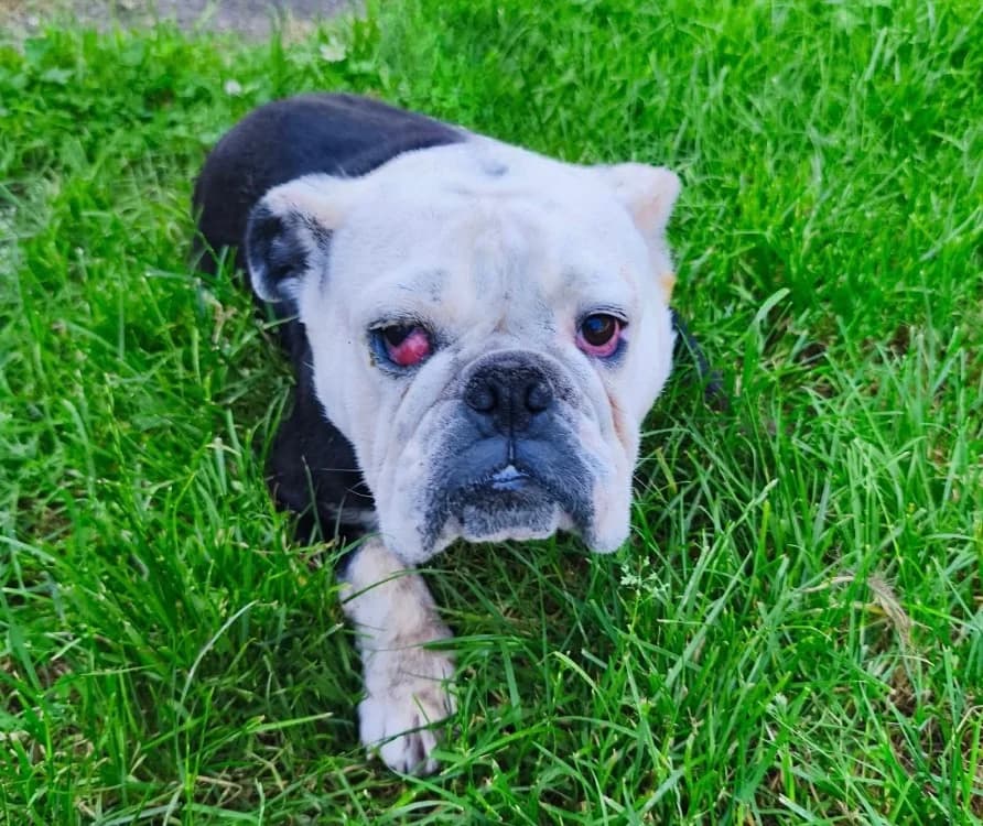 Taomi, female 3yo French Bulldog for adoption at SPA Compiègne, Compiègne