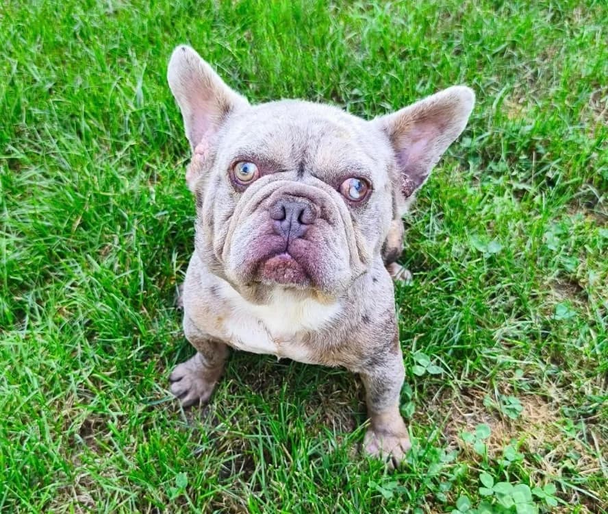Ugo, male 3yo French Bulldog for adoption at SPA Compiègne, Compiègne