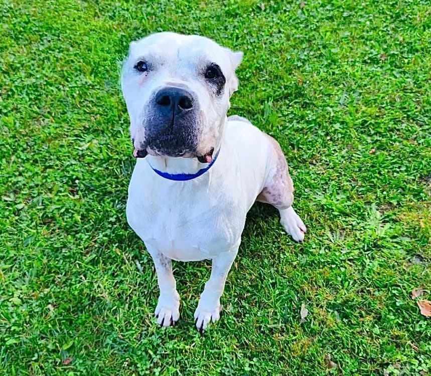 Rada, female 7yo mixed breed for adoption at SPA Compiègne, Compiègne