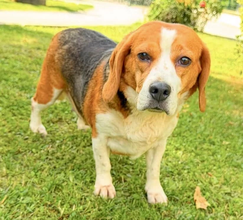 Power, female 6yo Beagle for adoption at SPA Compiègne, Compiègne