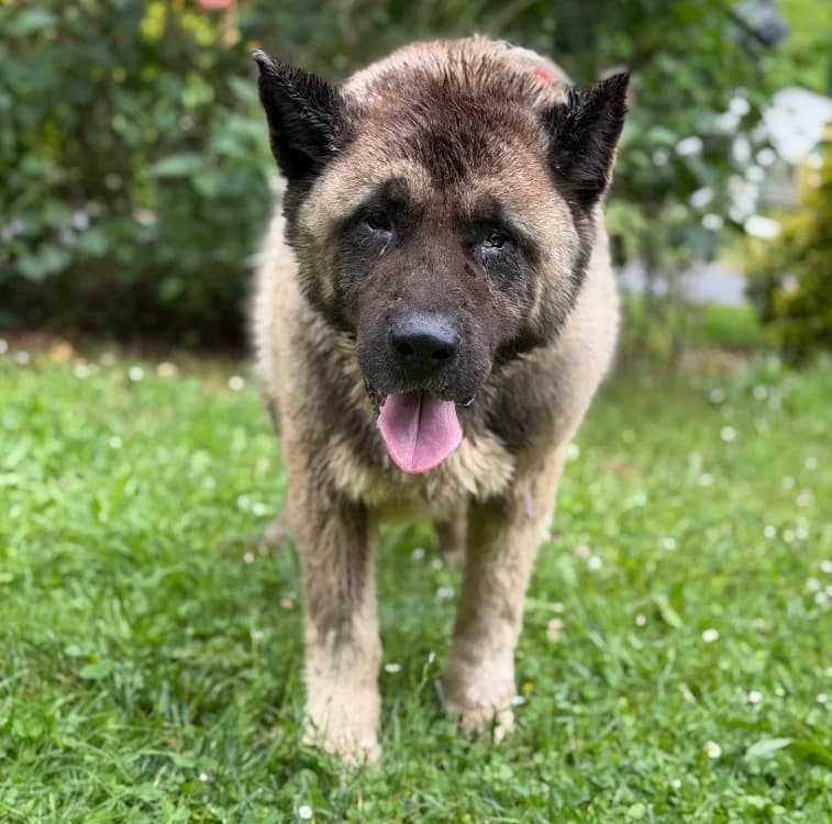 Mabrouk, male senior Akita for adoption at SPA Compiègne, Compiègne