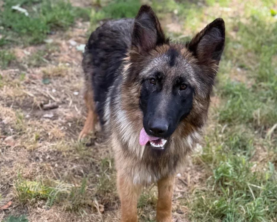 Douchka, female German Shepherd for adoption at SPA Compiègne, Compiègne