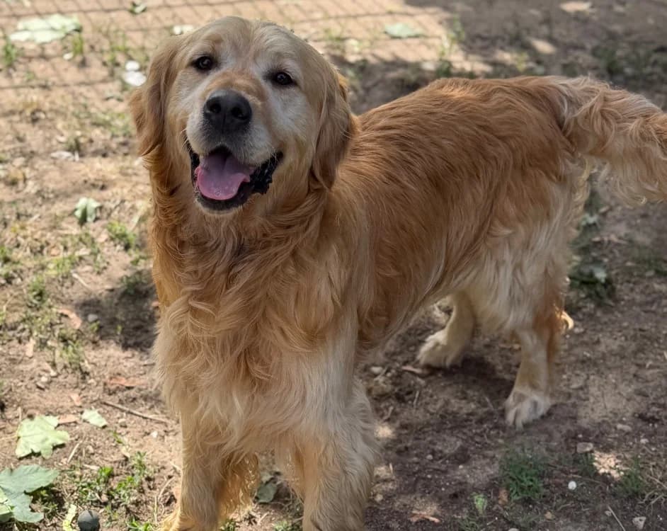 Poopy, male 6yo Golden Retriever for adoption at SPA Compiègne, Compiègne