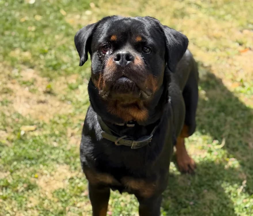 Vadia, female young Rottweiler for adoption at SPA Compiègne, Compiègne