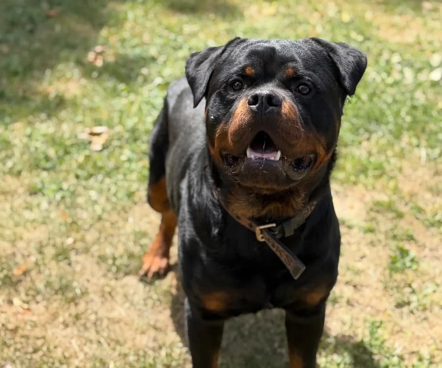 Viking, male young Rottweiler for adoption at SPA Compiègne, Compiègne