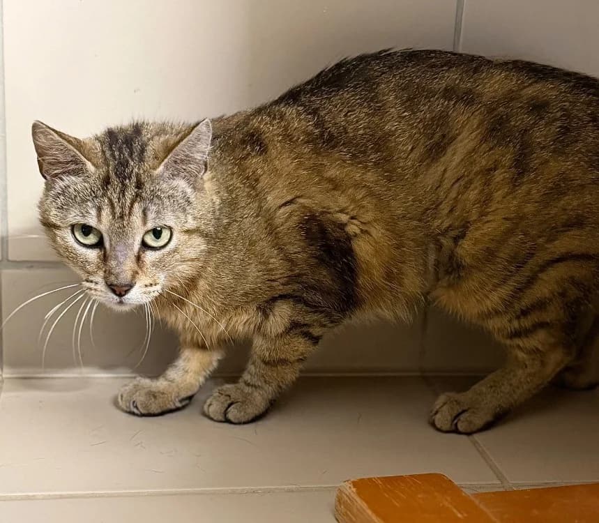 Epice, female young Mixed Breed for adoption at SPA Compiègne, Compiègne