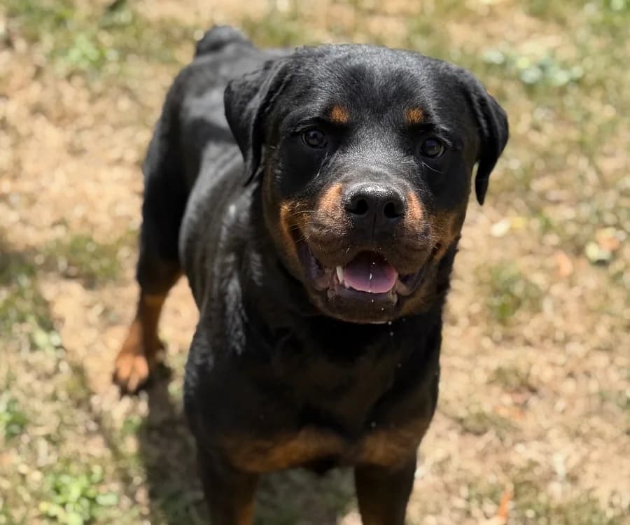 Vadia, female young Rottweiler for adoption at SPA Compiègne, Compiègne