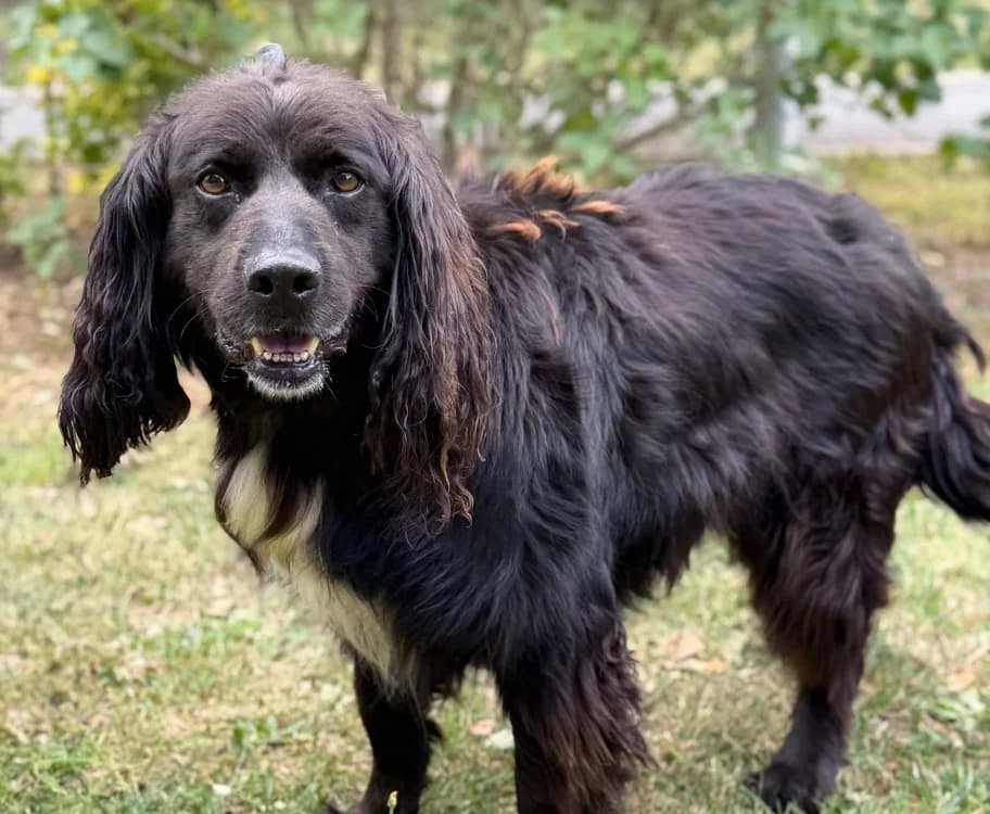 Nahum, male 7yo Border Collie for adoption at SPA Compiègne, Compiègne