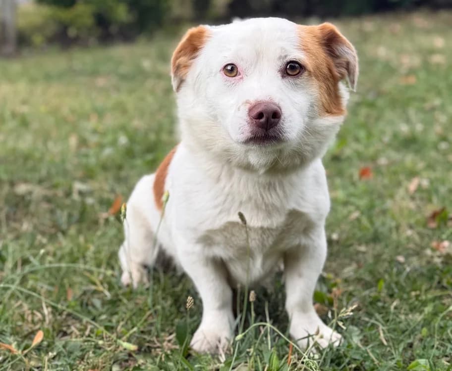 Erable, male young mixed breed for adoption at SPA Compiègne, Compiègne