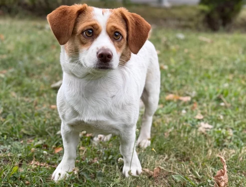 Eglantine, female young mixed breed for adoption at SPA Compiègne, Compiègne