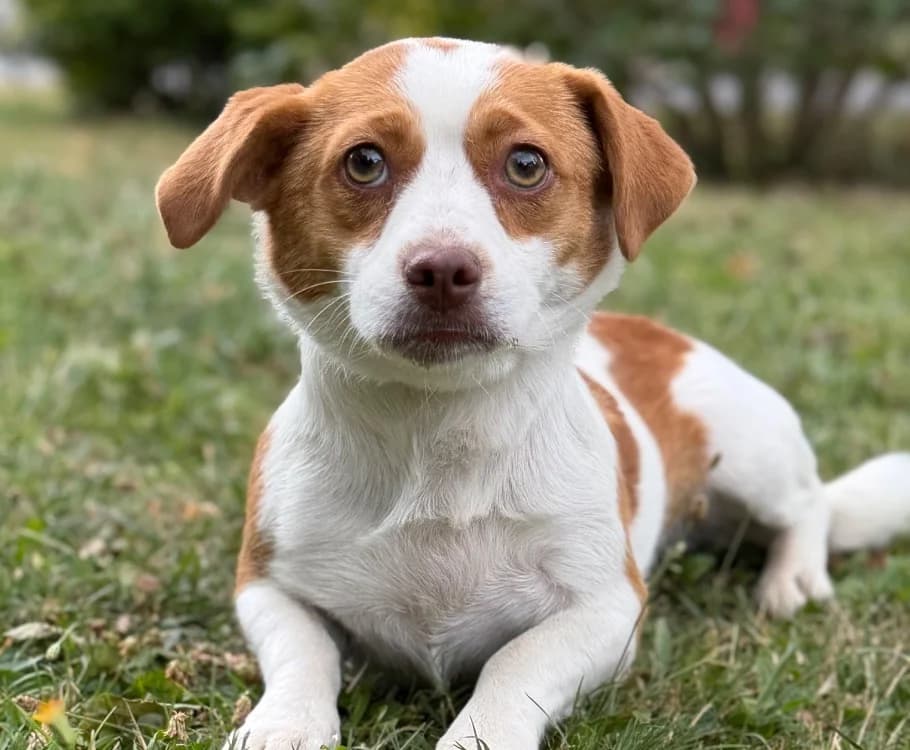 Iris, female mixed breed for adoption at SPA Compiègne, Compiègne