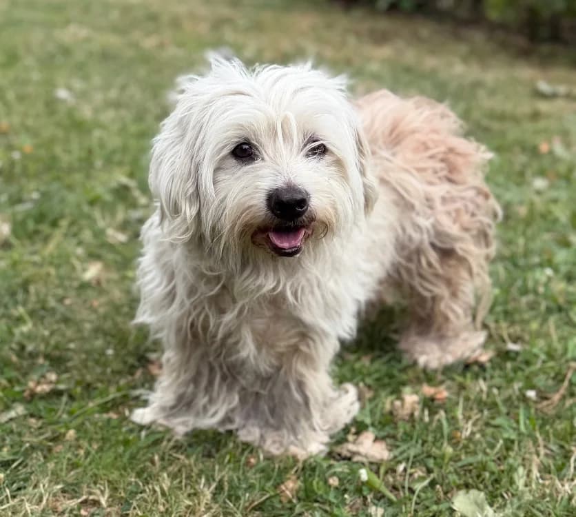 Natsu, male 7yo Bichon Frisé for adoption at SPA Compiègne, Compiègne