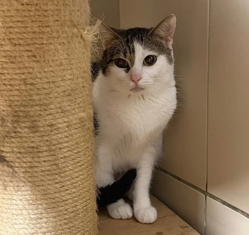 Lola, female 4yo Mixed Breed for adoption at SPA Compiègne, Compiègne