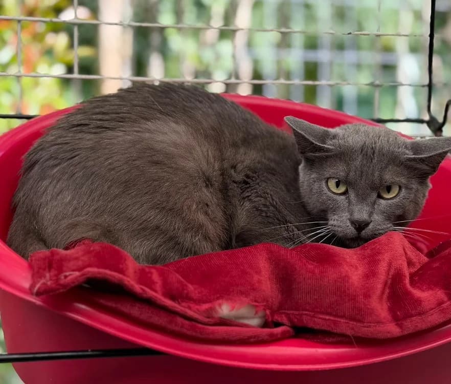 Nimbus, male young Mixed Breed for adoption at SPA Compiègne, Compiègne