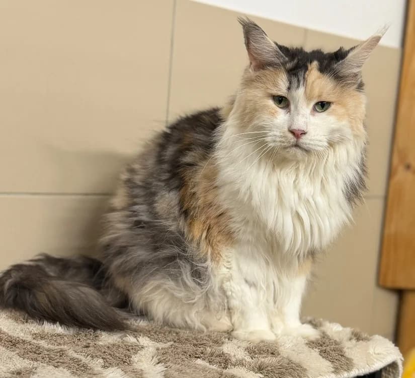 Pin UP, female 7yo Mixed Breed for adoption at SPA Compiègne, Compiègne