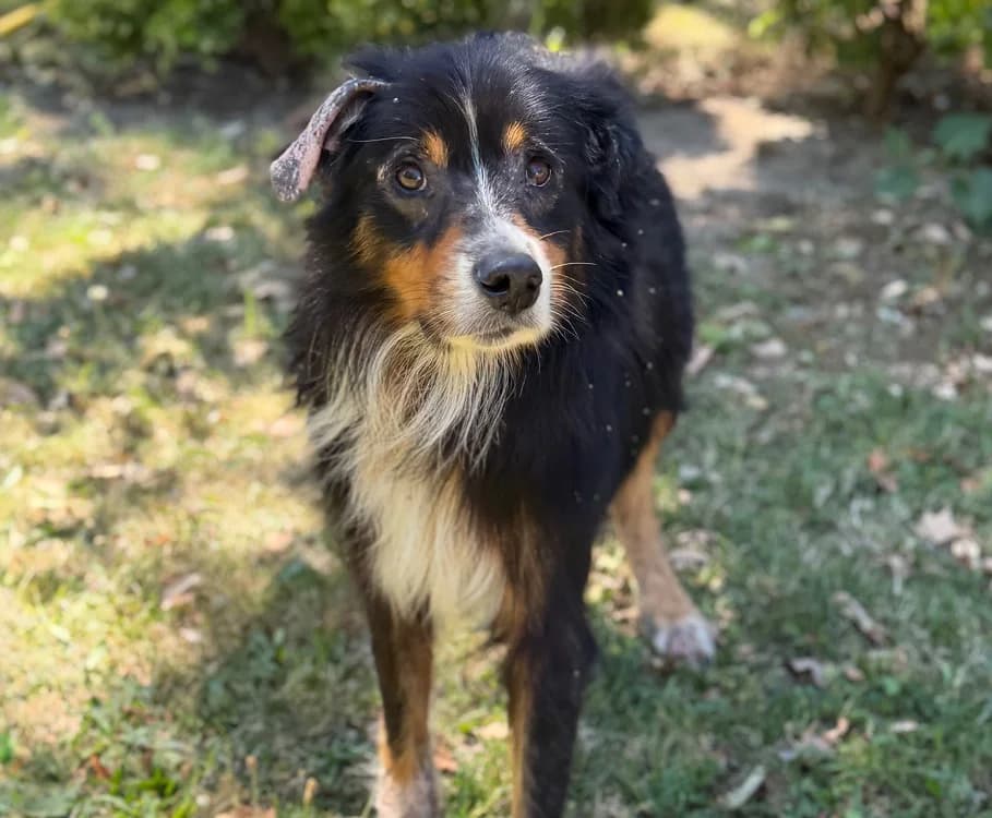 Lucky, male senior Australian Shepherd for adoption at SPA Compiègne, Compiègne