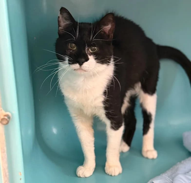Zeff, male 7yo Mixed Breed for adoption at SPA Compiègne, Compiègne
