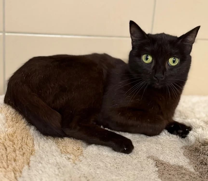 Talya, female Mixed Breed for adoption at SPA Compiègne, Compiègne