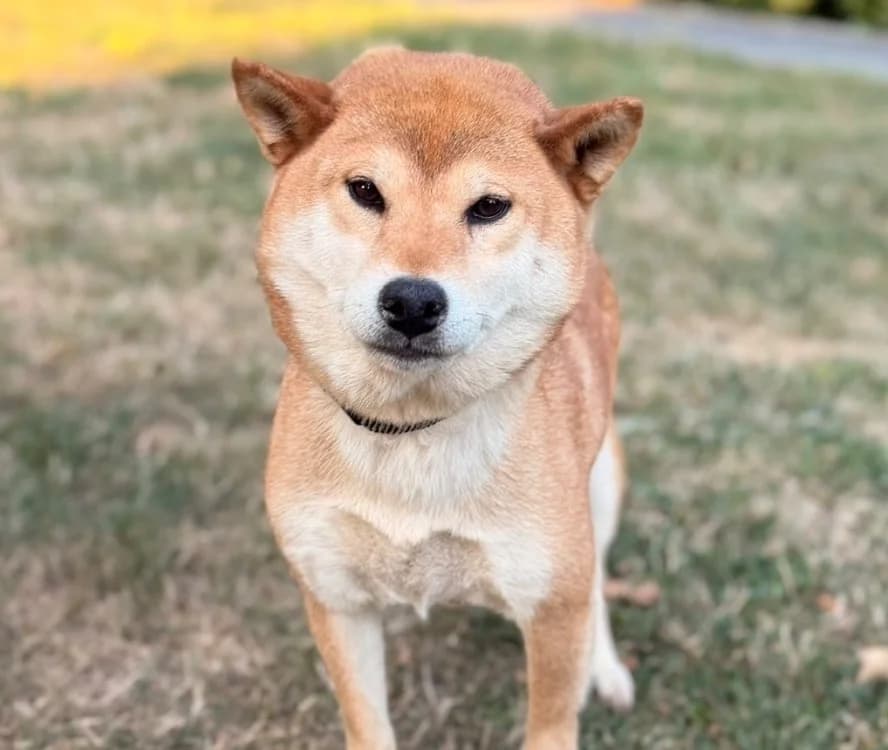 Amaterasu, female 6yo Shiba Inu for adoption at SPA Compiègne, Compiègne