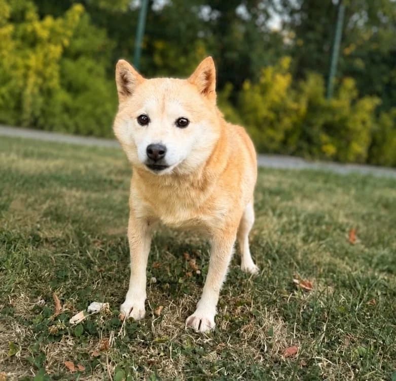 Roly, female 5yo Shiba Inu for adoption at SPA Compiègne, Compiègne