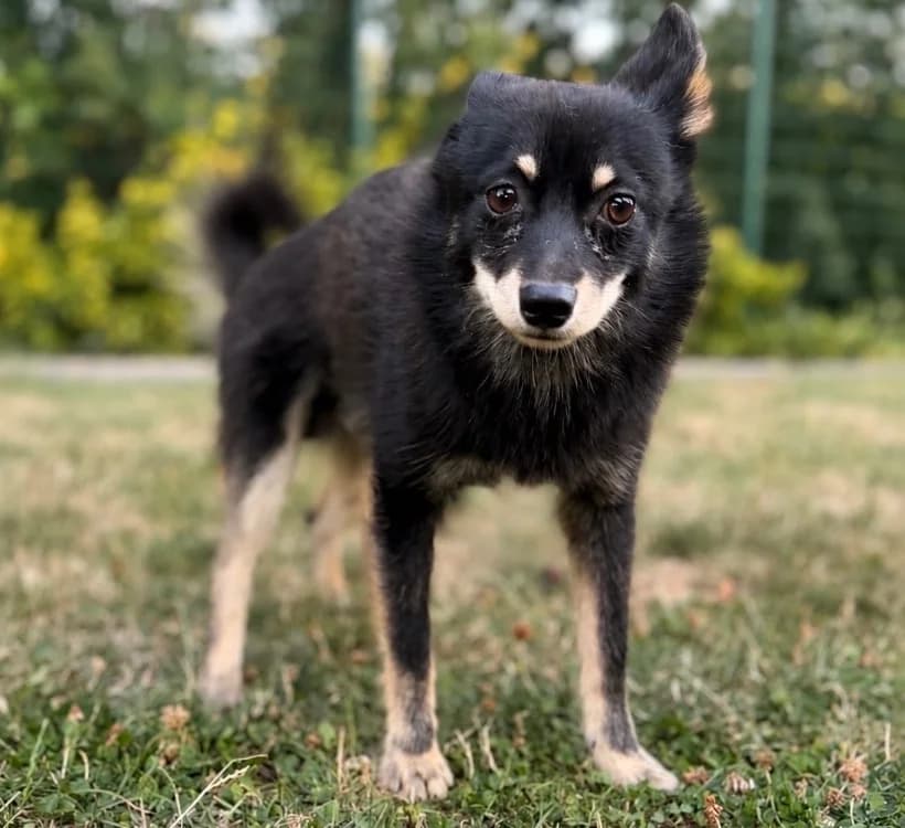 Flash, male Husky for adoption at SPA Compiègne, Compiègne
