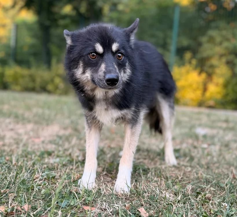 Scout, male young Husky for adoption at SPA Compiègne, Compiègne