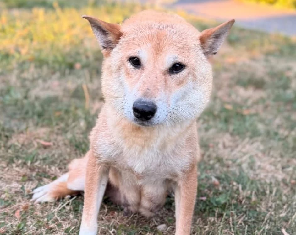 Saika, female 5yo Shiba Inu for adoption at SPA Compiègne, Compiègne