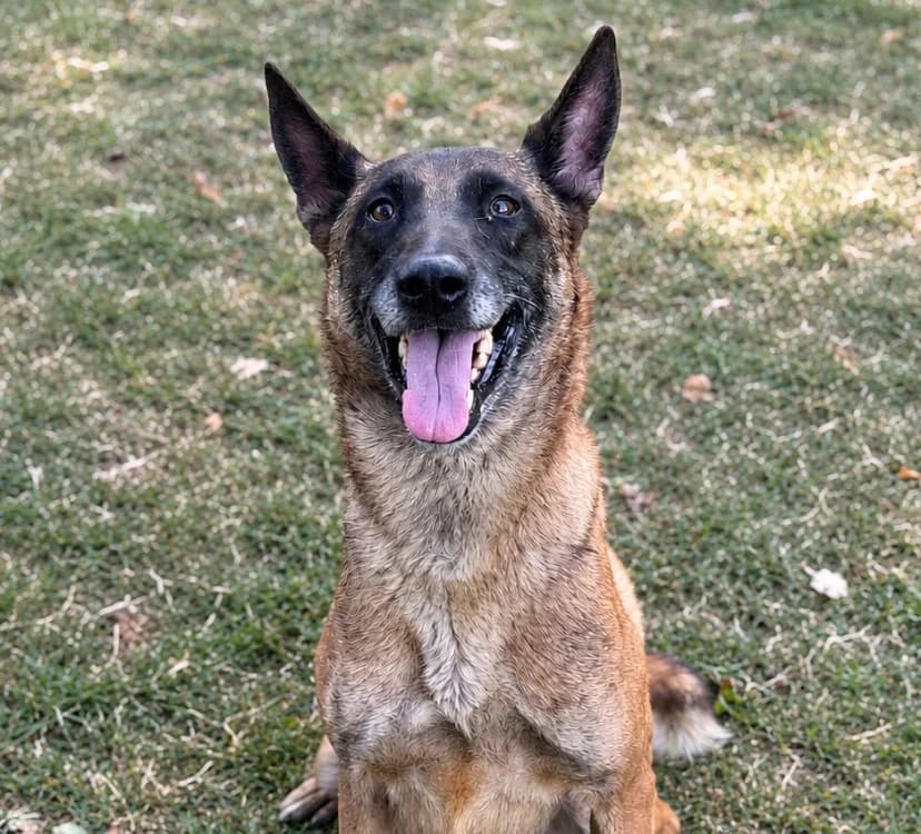 Inka, female 5yo Belgian Malinois for adoption at SPA Compiègne, Compiègne