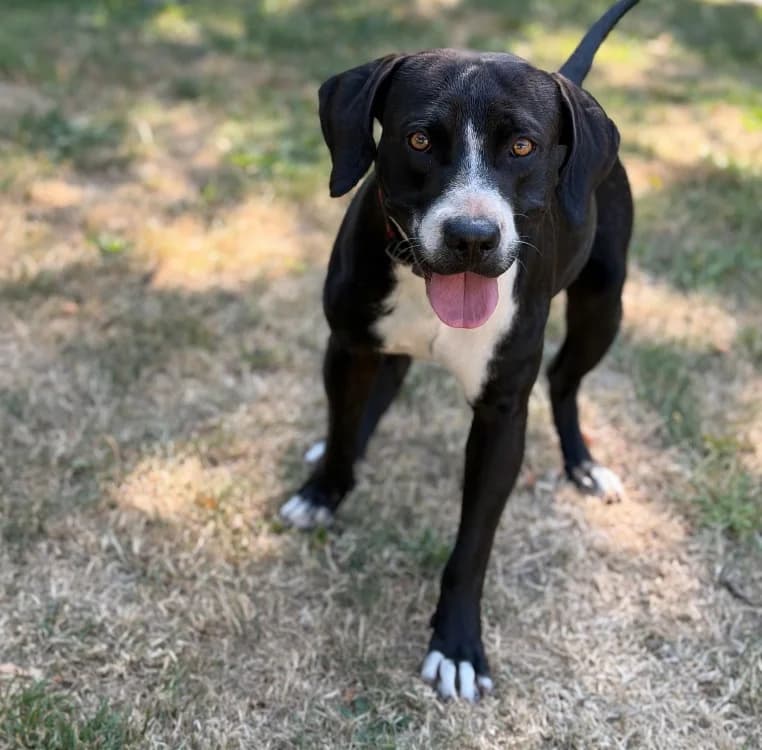 Djingo, male young mixed breed for adoption at SPA Compiègne, Compiègne
