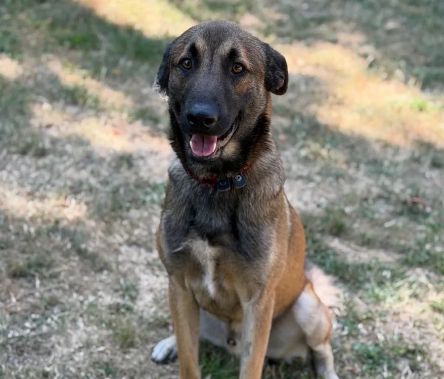 Velcro, male young Mixed Breed for adoption at SPA Compiègne, Compiègne