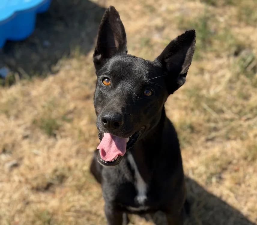 Vasko, male young Mixed Breed for adoption at SPA Compiègne, Compiègne