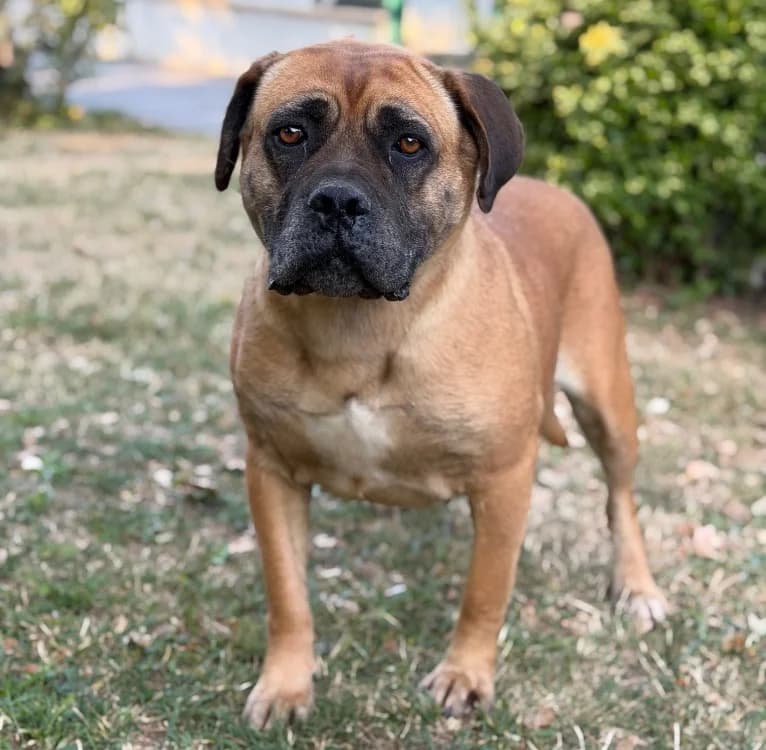 Spaghetti, female 5yo Cane Corso for adoption at SPA Compiègne, Compiègne