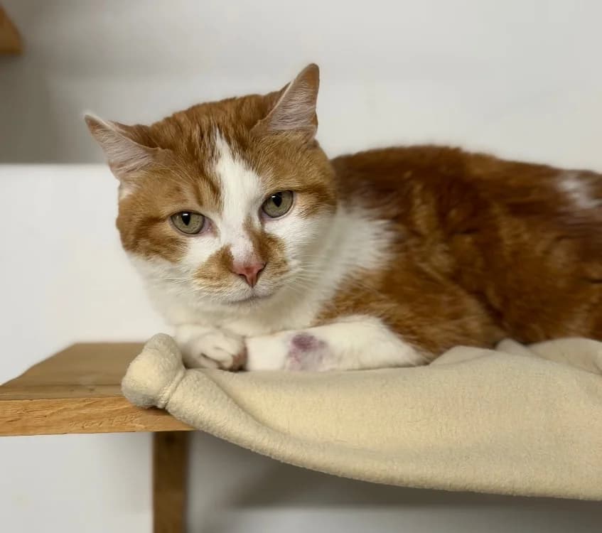 Ponpon, male senior Mixed Breed for adoption at SPA Compiègne, Compiègne