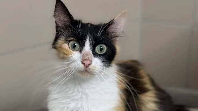 Myrtille, female Mixed Breed for adoption at SPA Compiègne, Compiègne