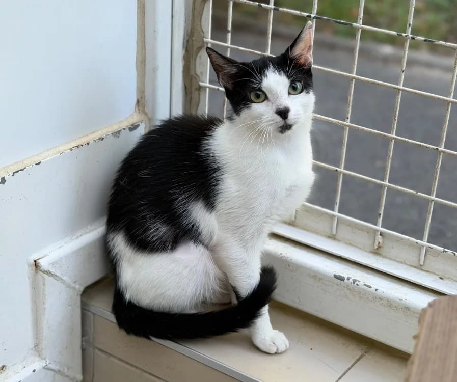 Naya, female Mixed Breed for adoption at SPA Compiègne, Compiègne