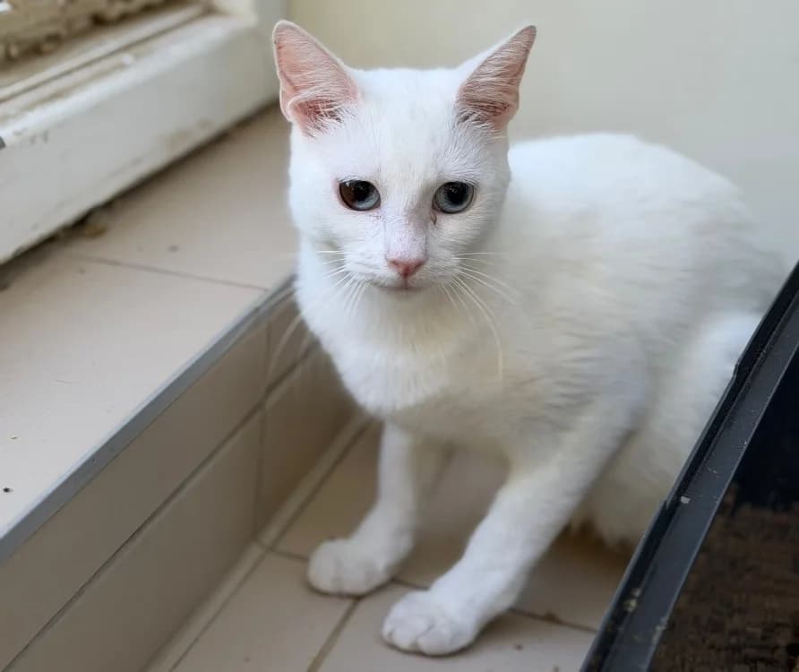 Stone, male Mixed Breed for adoption at SPA Compiègne, Compiègne