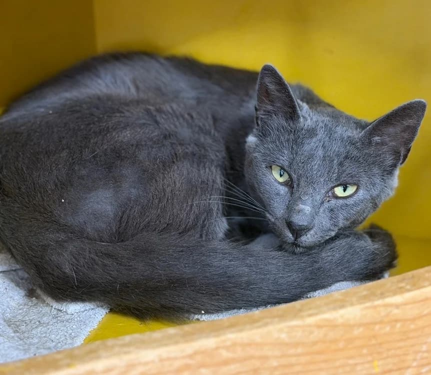 Furie, male 3yo Mixed Breed for adoption at SPA Compiègne, Compiègne