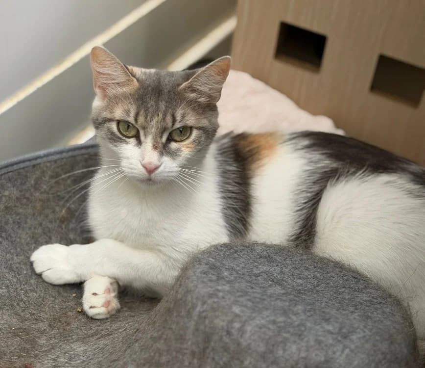 Aphrodite, female young Mixed Breed for adoption at SPA Compiègne, Compiègne
