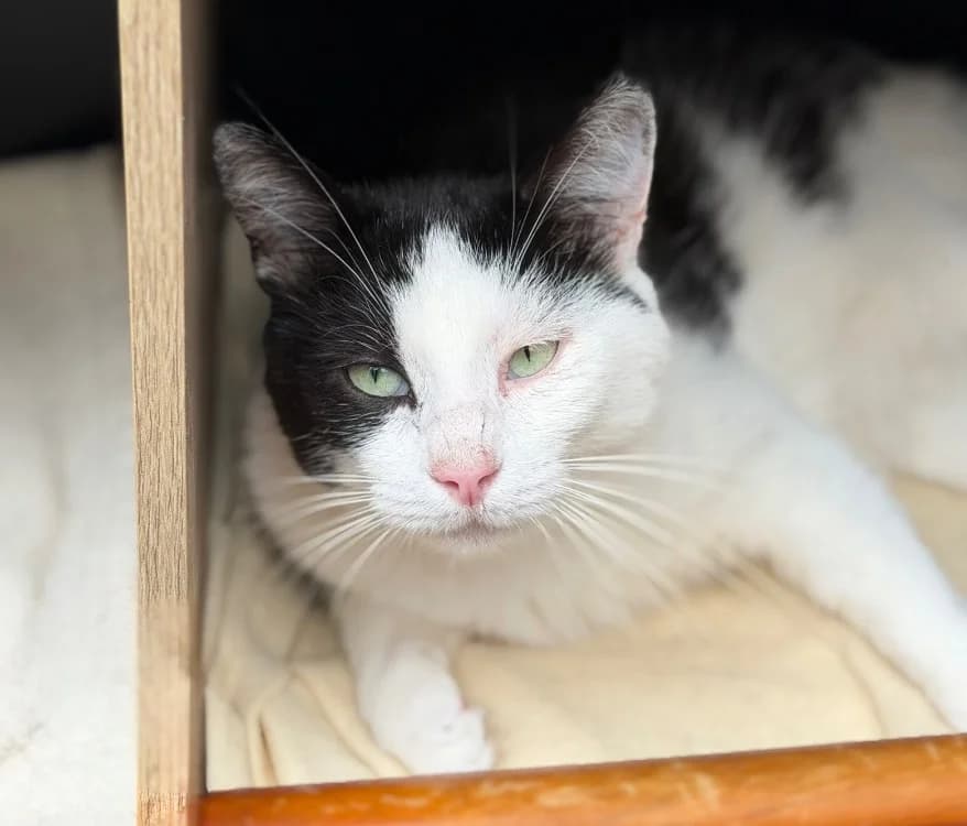Apollon, male Mixed Breed for adoption at SPA Compiègne, Compiègne