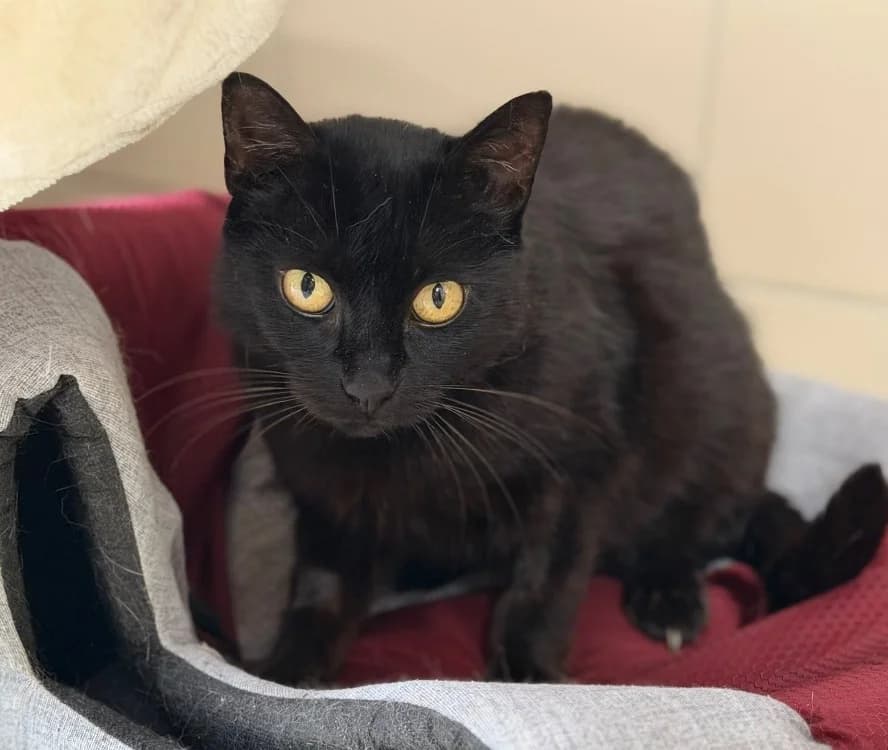 Moony, female 5yo Mixed Breed for adoption at SPA Compiègne, Compiègne