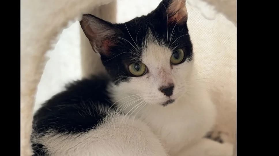 Sara, female Mixed Breed for adoption at SPA Compiègne, Compiègne